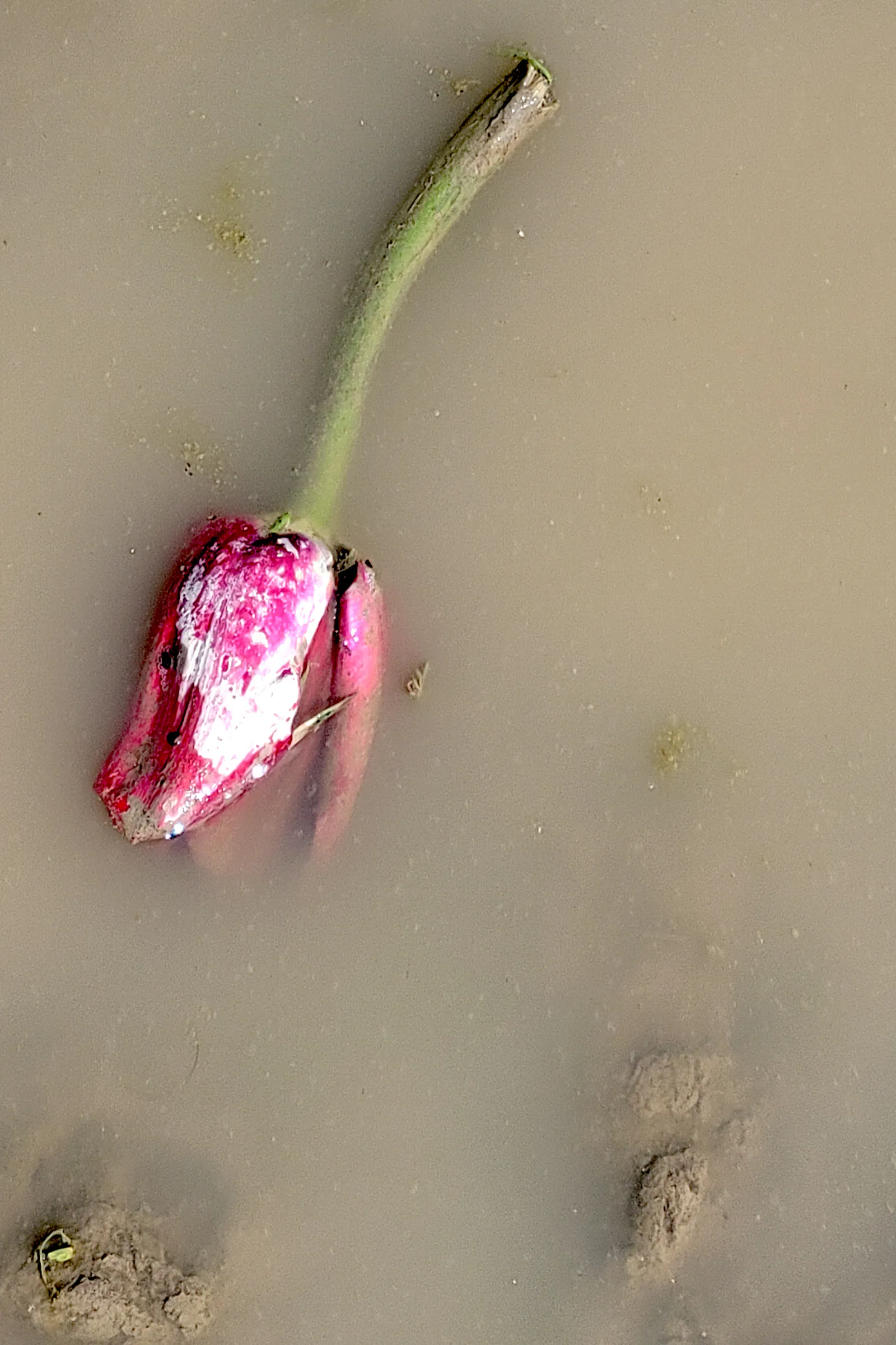 Life in Decay Inspirations — image 2