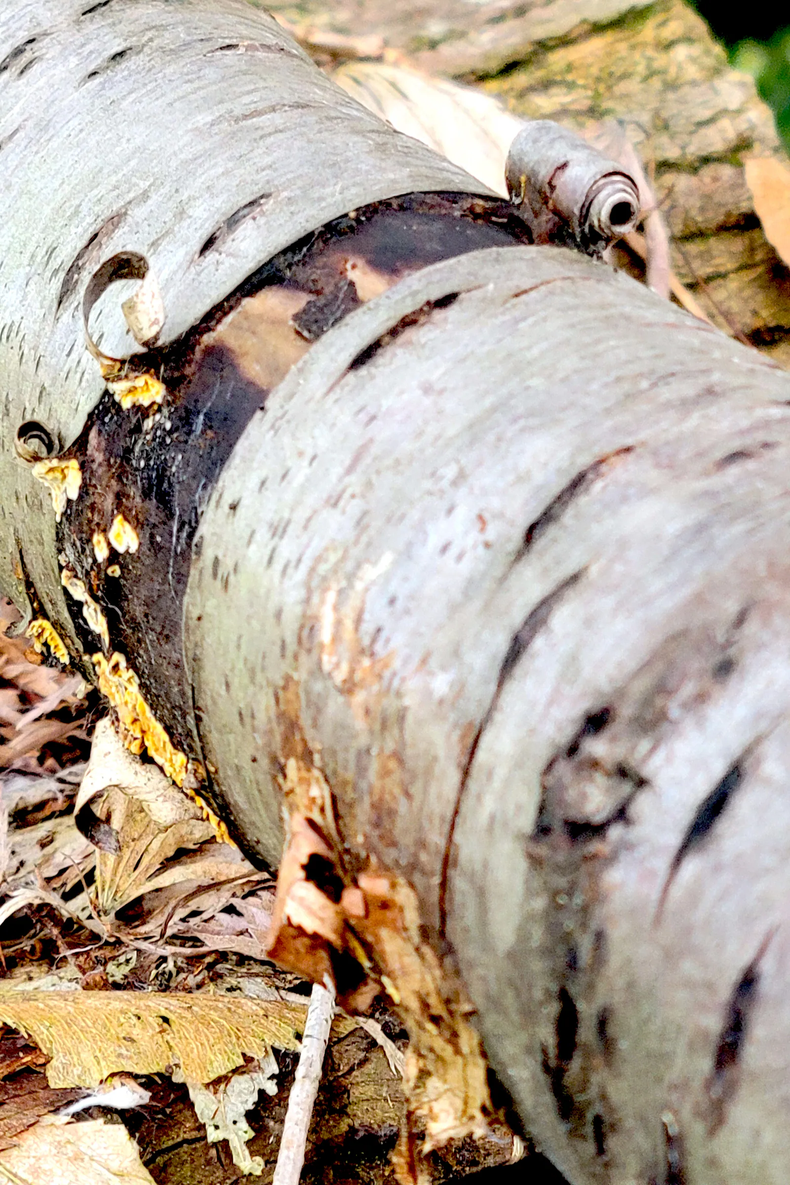 Life in Decay Inspirations — image 7