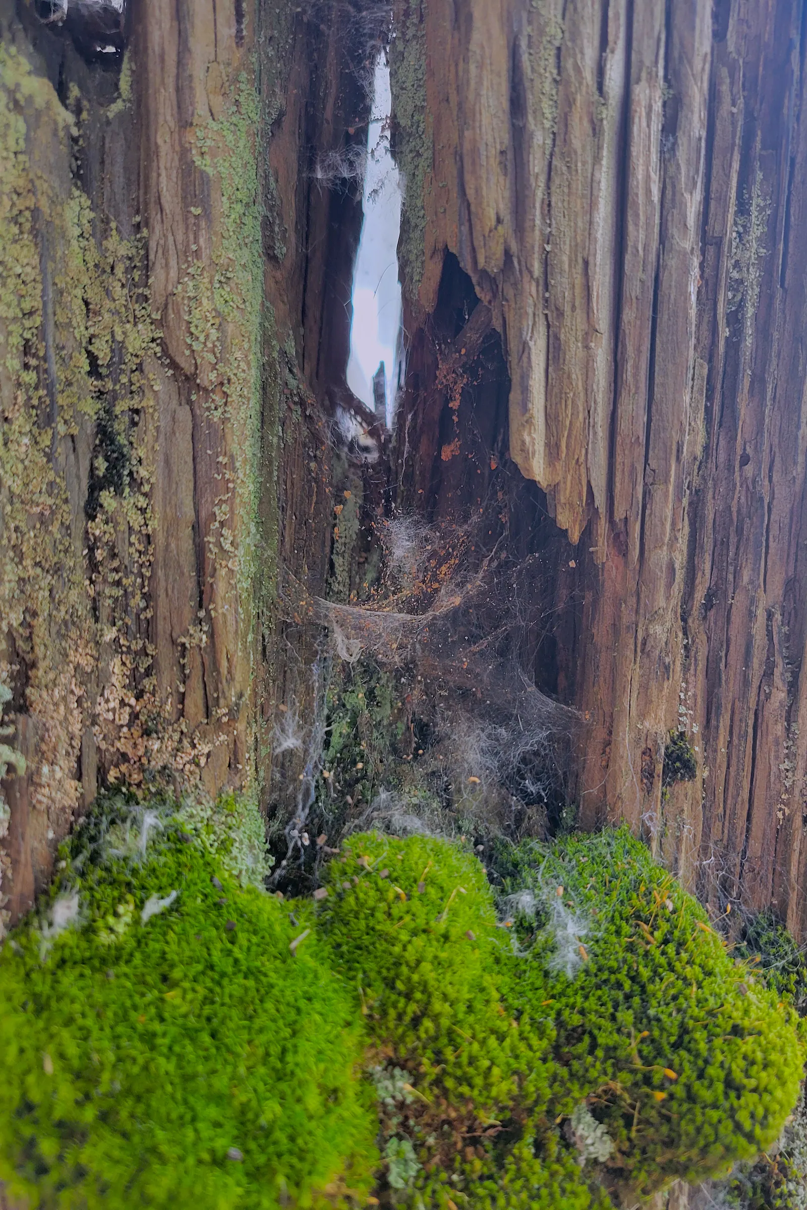 Life in Decay Inspirations — image 3