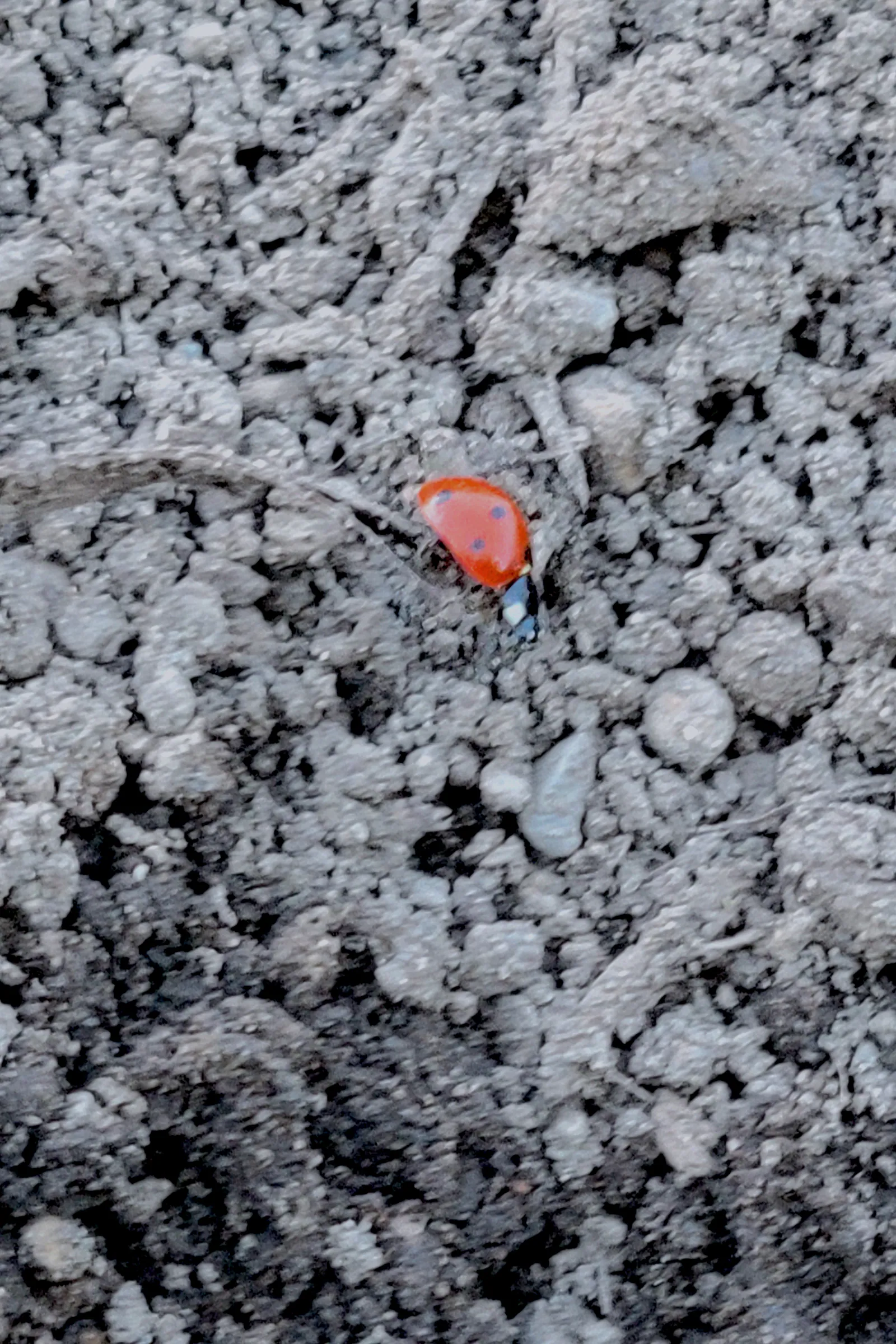 Life in Decay Inspirations — image 10